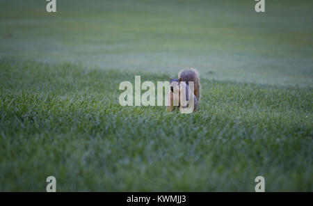 Davenport, Iowa, USA. 13 Aug, 2016. Professioneller Golfspieler. In Runde drei der John Deere Classic in Silvis am Samstag, 13. August 2016. Credit: Andy Abeyta/Viererkabel - Zeiten/ZUMA Draht/Alamy leben Nachrichten Stockfoto