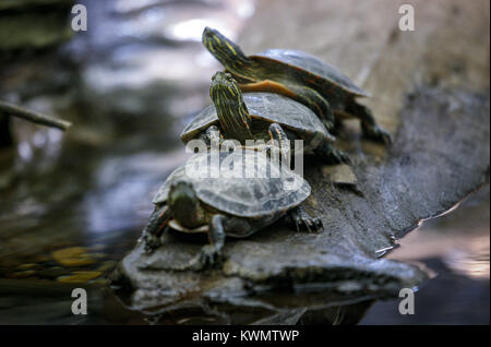 Camanche, Iowa, USA. 29 Mär, 2017. Ein Trio von Schildkröten auf den Rücken, während auf einem Baumstamm in einem Aquarium Ausstellung in Rock Creek Marina und Campingplatz in Camanche am Mittwoch, 29. März 2017. Credit: Andy Abeyta, Viererkabel - Zeiten/Viererkabel - Zeiten/ZUMA Draht/Alamy leben Nachrichten Stockfoto