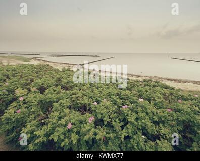 Steiniger Strand mit blühenden wilden Rosen. Das Meer Green Bush, niedrige Wolken am Horizont Stockfoto