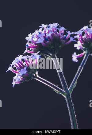 Verbena bonariensis zurück Licht auf Schwarz Stockfoto