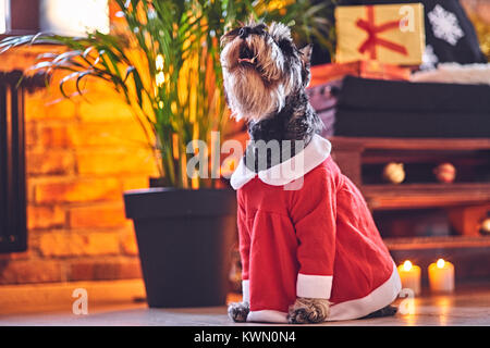 Schnauzer Hund in Weihnachten Kleidung in einem Loft Interieur ro gekleidet Stockfoto