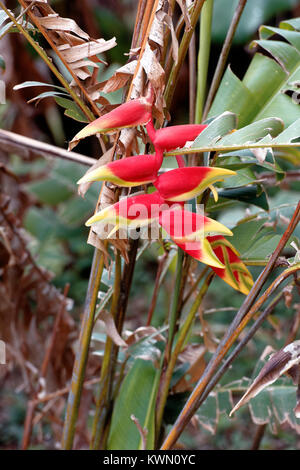 Die Falscher Paradiesvogel Pflanze, aka Karabinerverschluss in Costa Rica Stockfoto