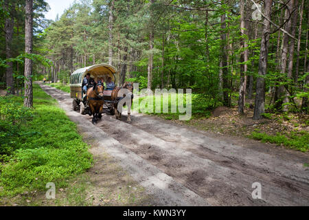 Ausflug mit der Pferdekutsche am Darßer Wald, Wald Trail in Prerow, Fishland, Mecklenburg-Vorpommern, Ostsee, Deutschland, Europa Stockfoto