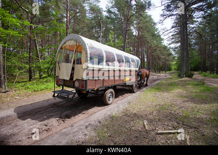 Ausflug mit der Pferdekutsche am Darßer Wald, Wald Trail in Prerow, Fishland, Mecklenburg-Vorpommern, Ostsee, Deutschland, Europa Stockfoto