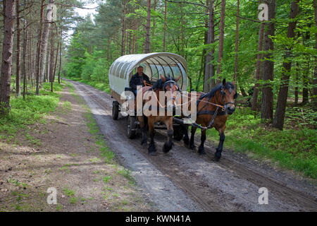 Ausflug mit der Pferdekutsche am Darßer Wald, Wald Trail in Prerow, Fishland, Mecklenburg-Vorpommern, Ostsee, Deutschland, Europa Stockfoto
