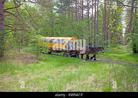 Ausflug mit der Pferdekutsche am Darßer Wald, Wald Trail in Prerow, Fishland, Mecklenburg-Vorpommern, Ostsee, Deutschland, Europa Stockfoto