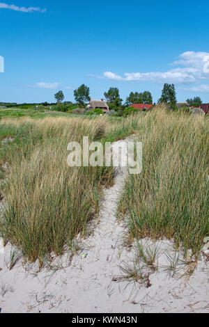 Pfad zwischen Sanddünen und marram Gras, Strand in Wustrow, Fishland, Mecklenburg-Vorpommern, Ostsee, Deutschland, Europa Stockfoto