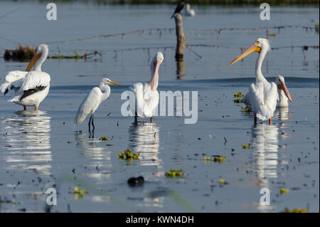 Snowy Egret (Egretta thula) und drei amerikanische weiße Pelikane (Pelicanus erythrorhynchos) stehen in der Chapala See - Ajijic, Jalisco, Mexiko Stockfoto