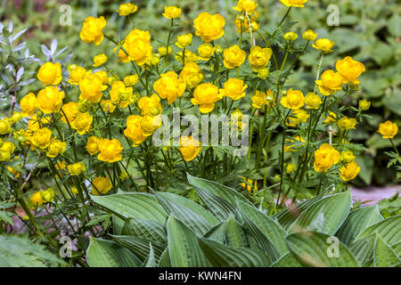 Trollius gelber Globeflower Trollius europaeus Gelber Frühling Garten Border Blumen Globe Blume Mai blühende Kräuterpflanze in voller Blüte feuchter Ort Stockfoto