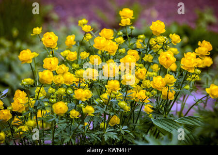 Gelbe Globeflower, Trollius europaeus Stockfoto