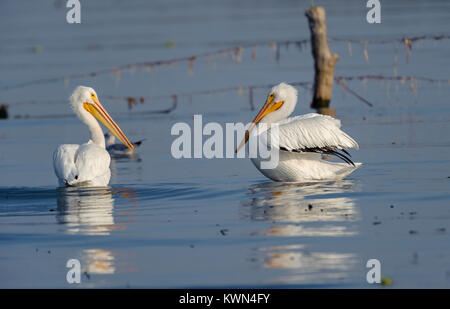 American White Pelican (Pelicanus erythrorhynchos) in Chapala See - Ajijic, Jalisco, Mexiko Stockfoto