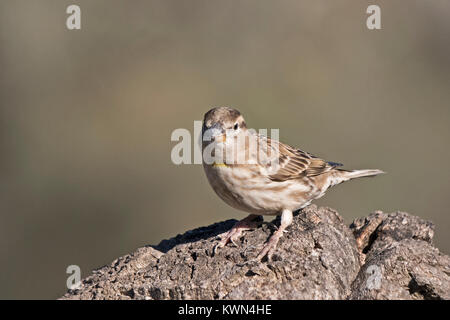 Rock Sparrow Petronia petronia Extremadura Spanien Dezember Stockfoto