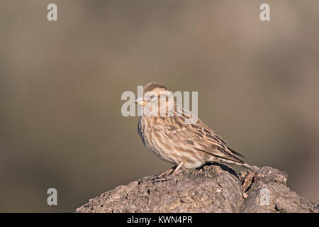 Rock Sparrow Petronia petronia Extremadura Spanien Dezember Stockfoto