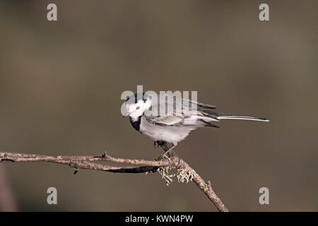 Bachstelze Motacilla alba Extremadura Spanien Dezember Stockfoto