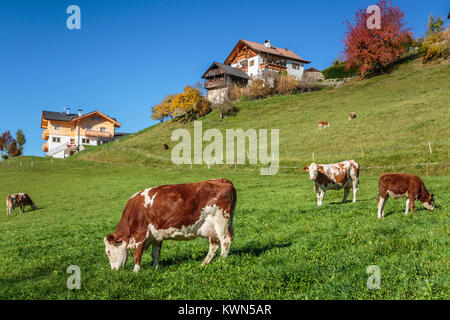 Rinder grasen auf der Weide in der Nähe der Ortschaft Santa Maddalena, Südtirol, Italien, Europa. Stockfoto