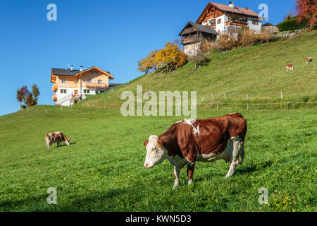 Rinder grasen auf der Weide in der Nähe der Ortschaft Santa Maddalena, Südtirol, Italien, Europa. Stockfoto