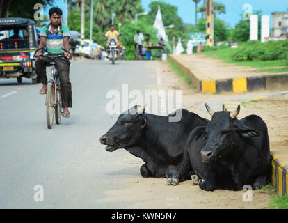 Bodhgaya, Indien - Jul 9, 2015. Heilige Kühe liegen auf Straße in Bodhgaya, Indien. Bodh Gaya ist einer der wichtigsten buddhistischen Pilgerweg sitzen als Stockfoto