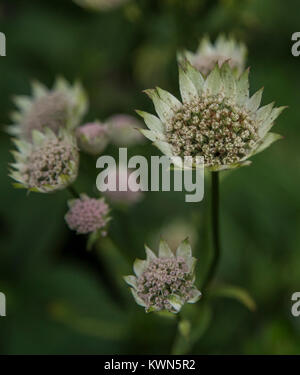 Weiß Astilbe Blumen. Stockfoto