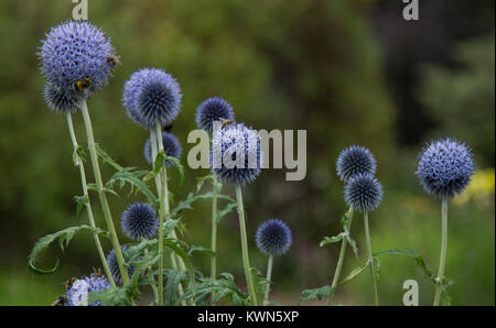 Echinops bannaticus Globus Thistle' Taplow Blau' Stockfoto