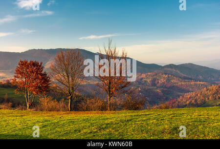 Reihe von Bäumen mit rotem Laub auf einem grasbewachsenen Hang. Wunderschöne herbstliche Landschaft Landschaft der Karpaten. Stockfoto