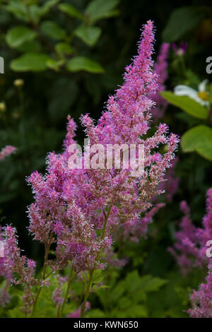 Lila astylbe Blumen. Stockfoto