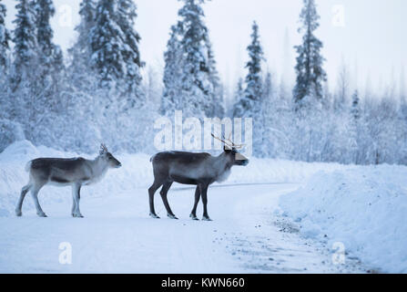 Paar Rentiere im Winter Umgebung Stockfoto