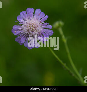 Eine schrubbenvolle 'Schmetterlingsblau' Blume in voller Blüte. Stockfoto