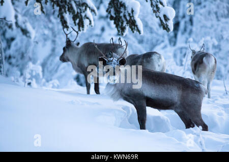 Rentiere Graben für Essen im tiefen Schnee. Stockfoto