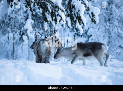 Rentier auf der Suche für Köder unter dem Schnee. Schwedische Lappland. Stockfoto