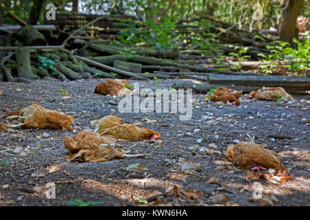 Herde der toten Hühner innen Hinterhofhuhnkorb verstreut liegen, von Red Fox (Vulpes vulpes) Stockfoto