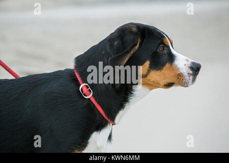 Junge mehr Swiss Mountain Dog/Grosser Schweizer Sennenhund mit Seil Leine am Strand Stockfoto