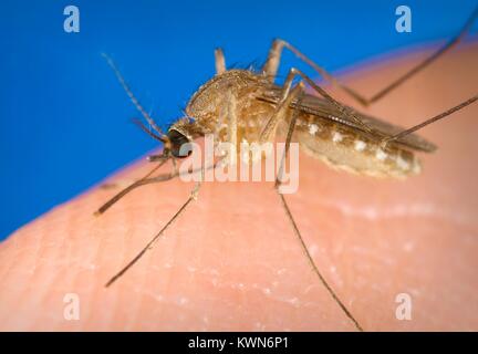 Als Vektor für das West-Nil-Virus, Culex quinquefasciatus Moskito hat dies auf einem menschlichen Finger gelandet und bereitet sich auf die betroffene Person, 2003 zu beißen. Mit freundlicher CDC/ James Gathany. Stockfoto