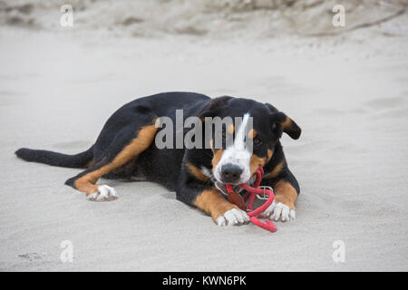 Junge mehr Swiss Mountain Dog/Grosser Schweizer Sennenhund liegend im Sand am Strand und Kauen auf Seil Leine Stockfoto