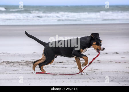 Junge verspielte Große Schweizer Sennenhund/Grosser Schweizer Sennenhund spielen mit Seil Leine an den Strand entlang der Küste Stockfoto