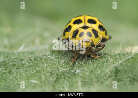 22-spot Ladybird (Psyllobora 22-punctata) Kopf auf das Foto der Probe auf ein Blatt. Clonmel Tipperary, Irland. Stockfoto