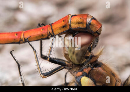 Nahaufnahme des verbindenden Gemeinsamen Darter Libellen (Sympetrum striolatum), die zeigen, wie die männlichen griffen die Frauen im Kopf. Dundrum, Tipperary, Irland. Stockfoto