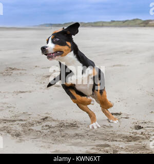Verspielte junge Mehr Swiss Mountain Dog/Grosser Schweizer Sennenhund läuft am Strand Stockfoto