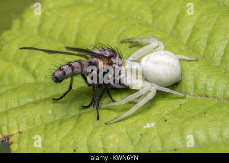 Crab Spider (Misumena vatia) Fütterung auf eine Fliege auf einem dornbusch Blatt. Cahir, Tipperary, Irland. Stockfoto