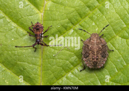 Dock Bug Nymphe (Coreus Marginatus) und haarigen Shieldbug Nymphe (Dolycoris baccarum) auf dem gleichen Dornbusch Blatt. Cahir, Tipperary, Irland. Stockfoto