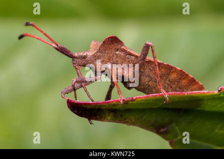 Seitenansicht eines Dock Bug (Coreus Marginatus) auf einem Dock leaf thront. Cahir, Tipperary, Irland. Stockfoto