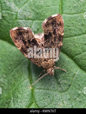 Dorsalansicht der Brennnessel Anthophila fabriciana Tippen (Motte) Thurles, Tipperary, Irland. Stockfoto