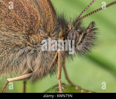 Ringelwürmer Schmetterling (Aphantopus hyperantus) Nahaufnahme Detail des Kopfes. Thurles, Tipperary, Irland. Stockfoto