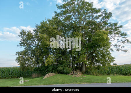 90 Pennsylvania Volunteer Infantry Denkmal, Miller's Cornfield, Antietam National Battlefield, Maryland, USA. Stockfoto