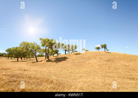 Hügelige Landschaft des Alentejo mit Korkeichen und gelben Felder im Spätsommer in der Nähe von Beja, Portugal Europa Stockfoto