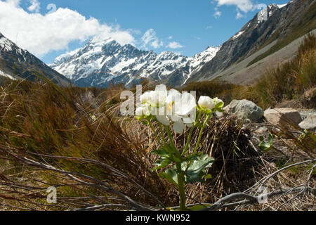 Iconic Mount Cook/Aoraki, schneebedeckte, mit Mount Cook Hahnenfuß, Hooker Valley im Vordergrund. Sonnig, blauer Himmel. Frühling/Anfang Sommer. Stockfoto