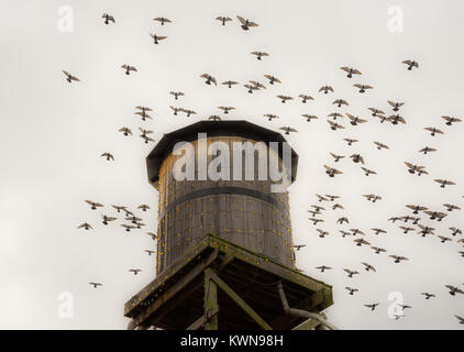 Pigeon Forge, Tennessee. Tauben im Flug um einen alten Wassertank in Hatfield's und McCoys Abendessen Fehde. Stockfoto