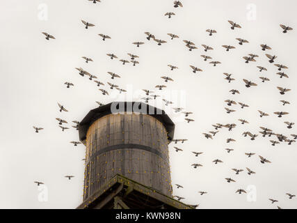 Pigeon Forge, Tennessee. Tauben im Flug um einen alten Wassertank in Hatfield's und McCoys Abendessen Fehde. Stockfoto