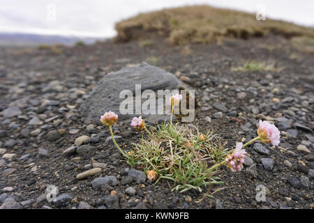 Nahaufnahme der Sparsamkeit (Armeria maritima) wächst an einem einsamen Strand in Island, zwischen den vulkanischen Felsen. Stockfoto