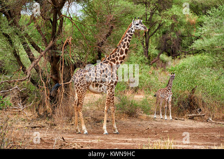 Kleine Masai-Giraffe mit Mutter, Lake-Manyara-Nationalpark Tansania, Afrika | junge Masai Giraffe mit Mutter, Lake Manyara National Park, Tansania, Af Stockfoto