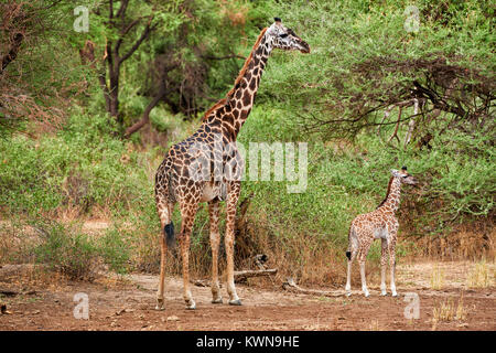 Kleine Masai-Giraffe mit Mutter, Lake-Manyara-Nationalpark Tansania, Afrika | junge Masai Giraffe mit Mutter, Lake Manyara National Park, Tansania, Af Stockfoto